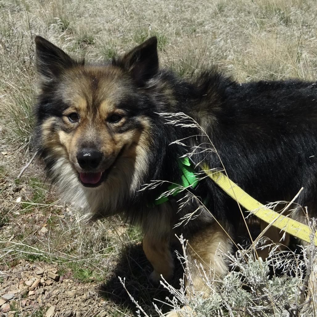 Bruce, Adoptable, Adult Male Mixed Breed.