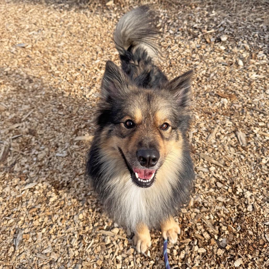 Enlarge Bruce, a Adoptable Mixed Breed in Hailey, ID image 3/5
