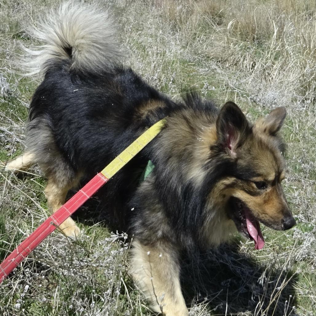 Enlarge Bruce, a Adoptable Mixed Breed in Hailey, ID image 4/5