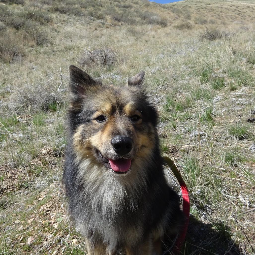 Enlarge Bruce, a Adoptable Mixed Breed in Hailey, ID image 5/5