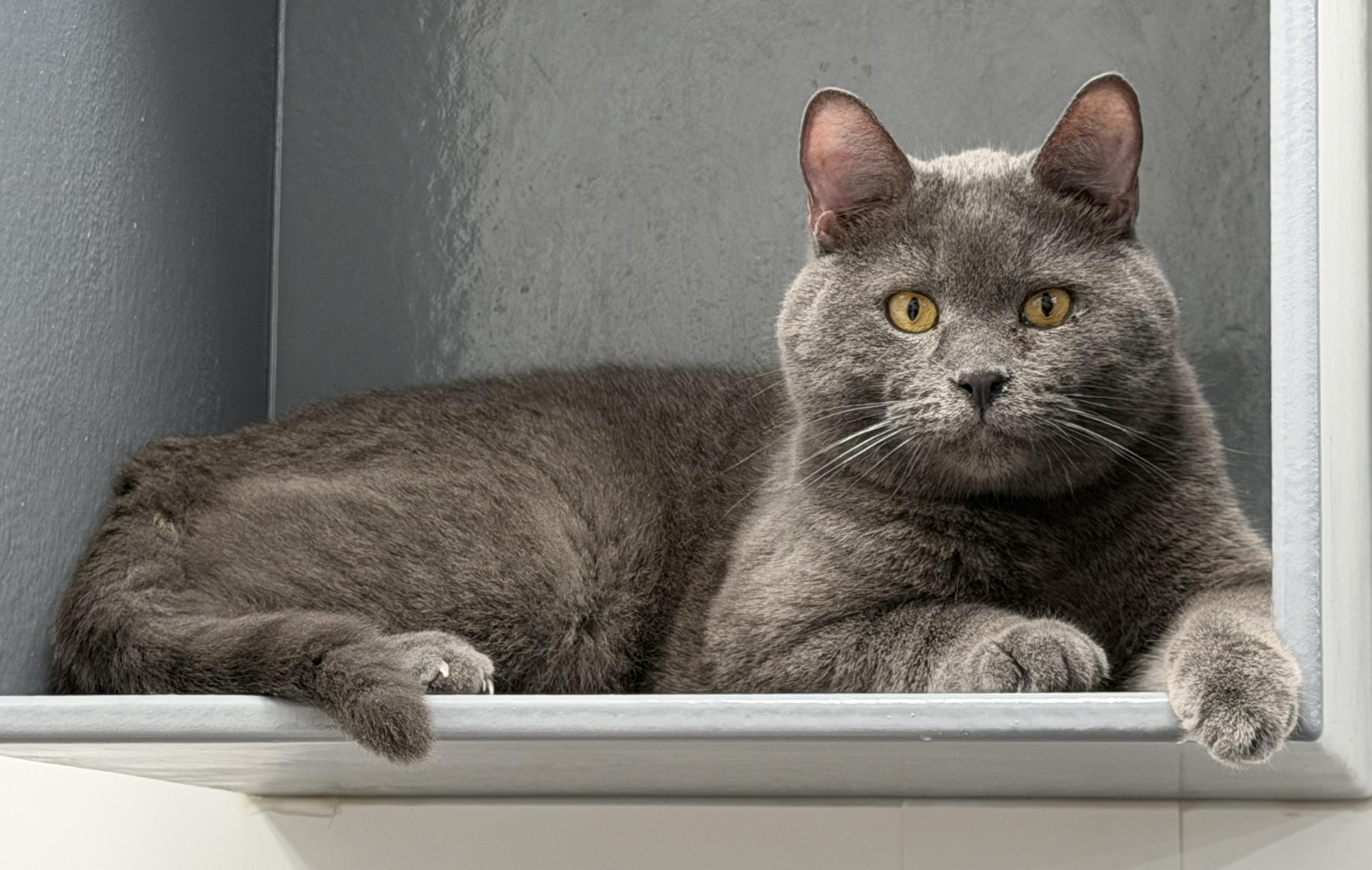 Grey Boy, Adoptable, Adult Male Domestic Short Hair.