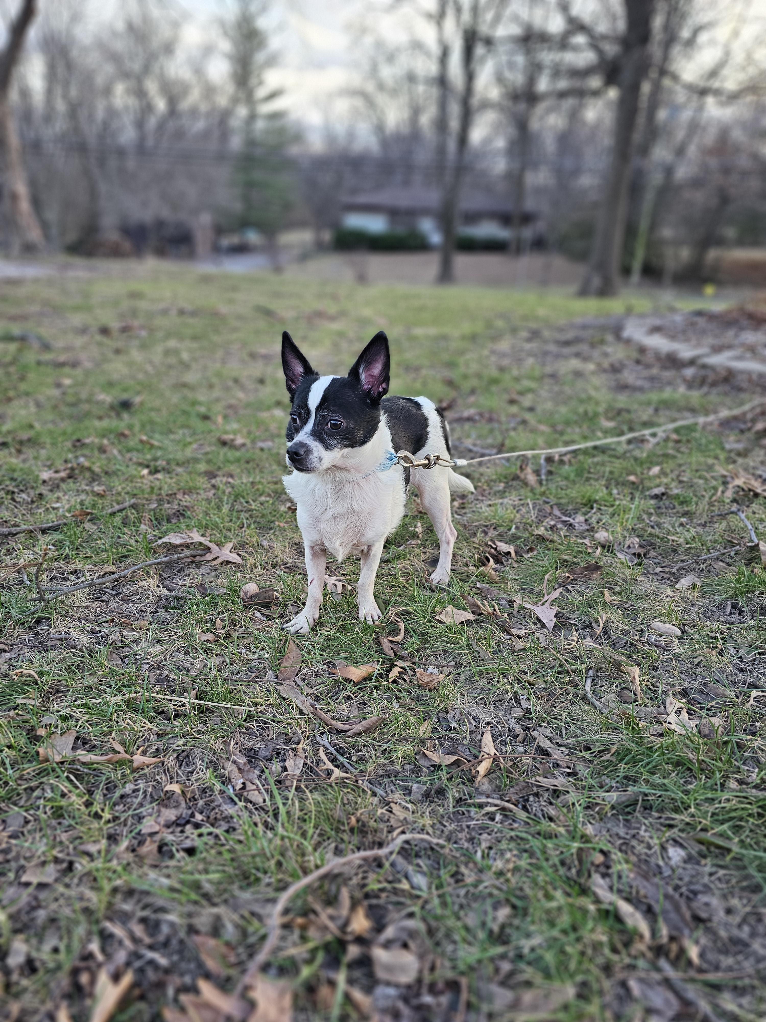 Bentley, ADOPTABLE, Adult Male Chihuahua & Jack Russell Terrier.