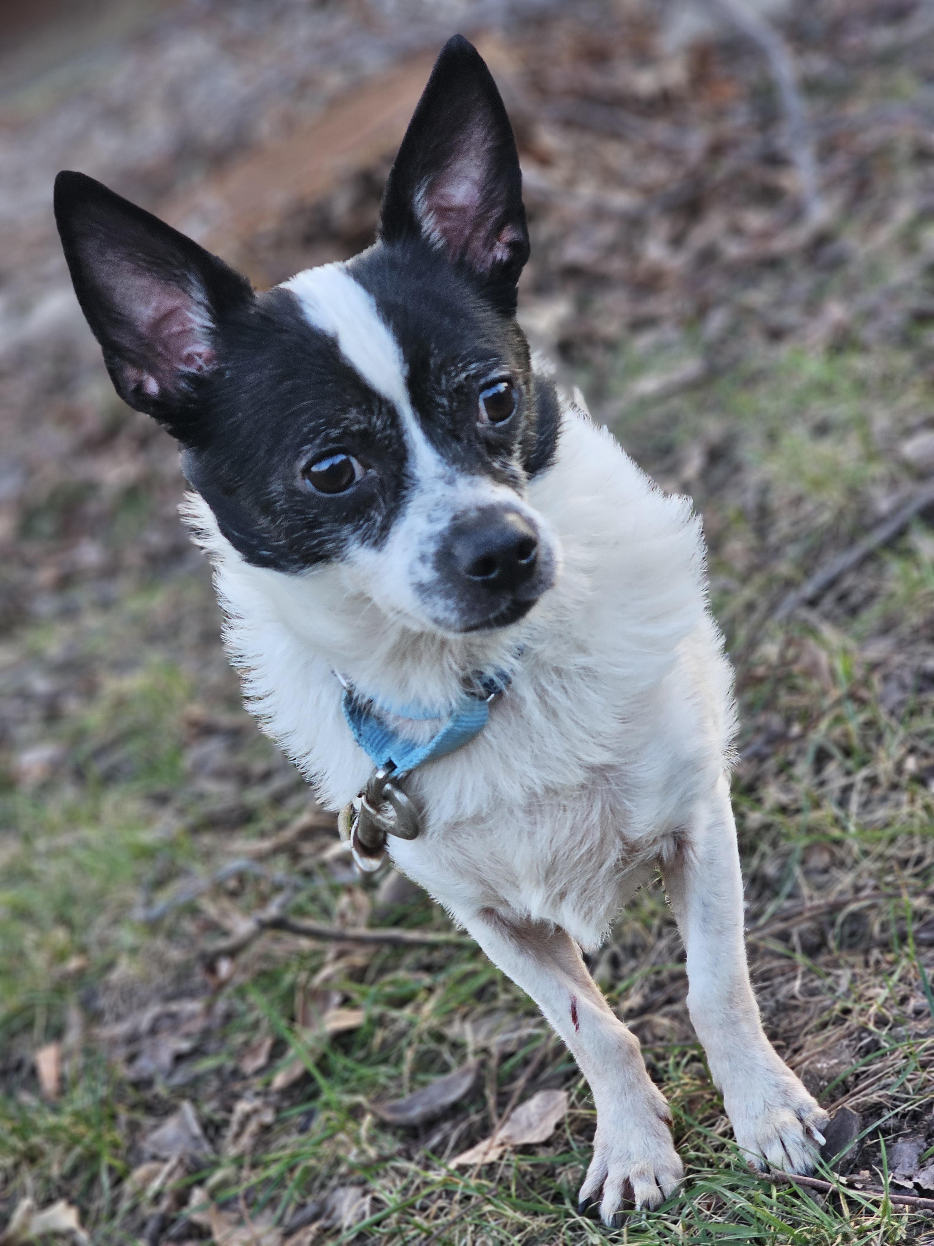 Bentley, a ADOPTABLE mixed breed in O Fallon, IL image 3/5