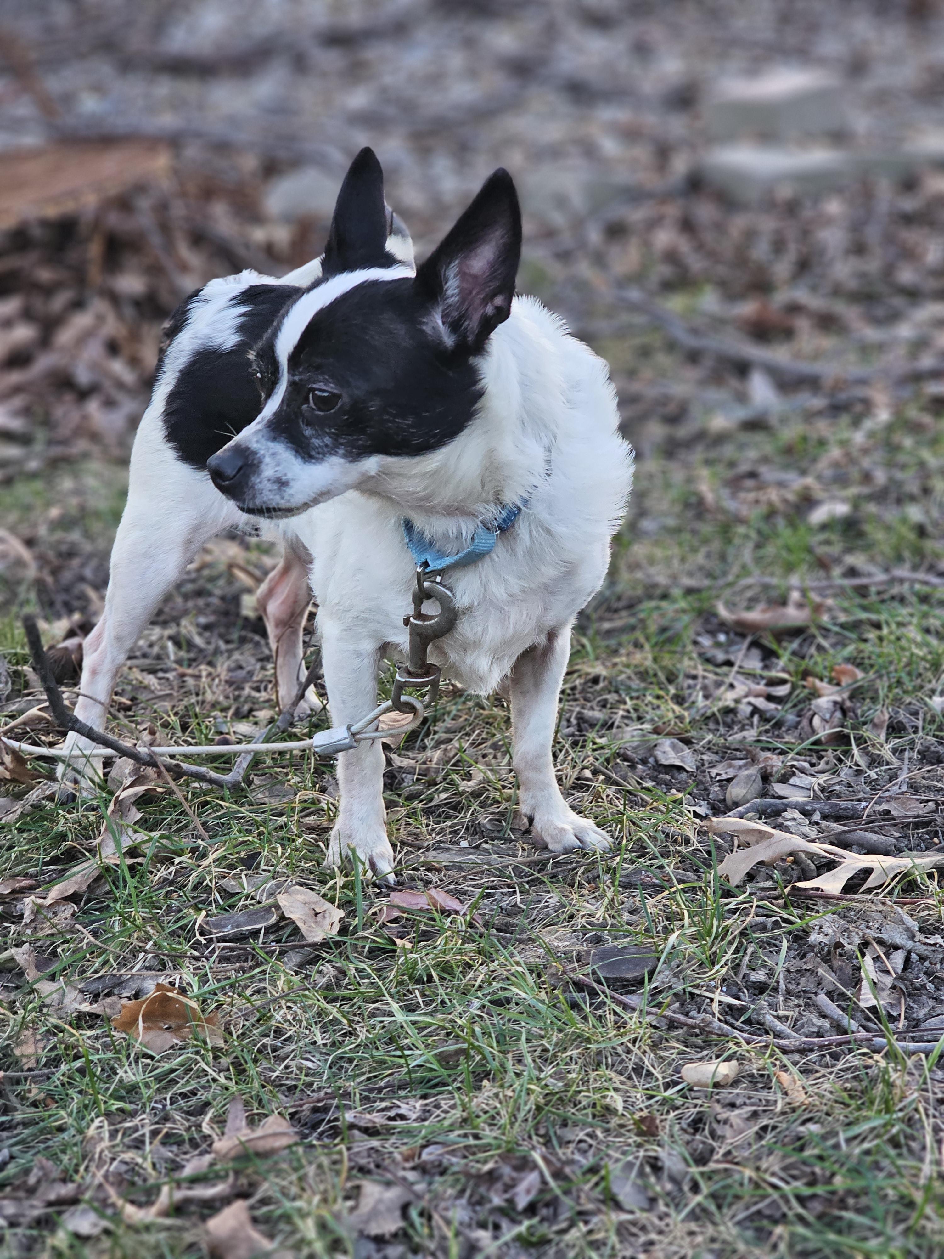 Bentley, a ADOPTABLE mixed breed in O Fallon, IL image 4/5