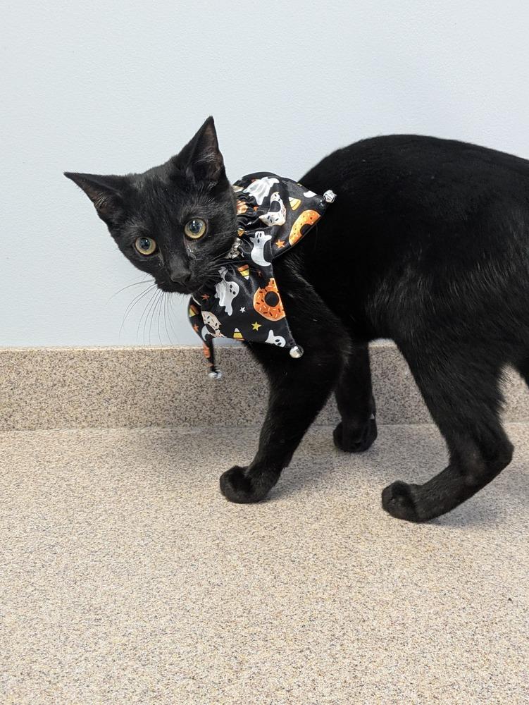 Count Butterpaws, a Adoptable Domestic Short Hair in Raleigh, NC image 1/3