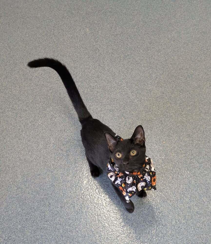 Count Butterpaws, a Adoptable Domestic Short Hair in Raleigh, NC image 2/3