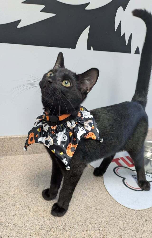 Count Butterpaws, a Adoptable Domestic Short Hair in Raleigh, NC image 3/3