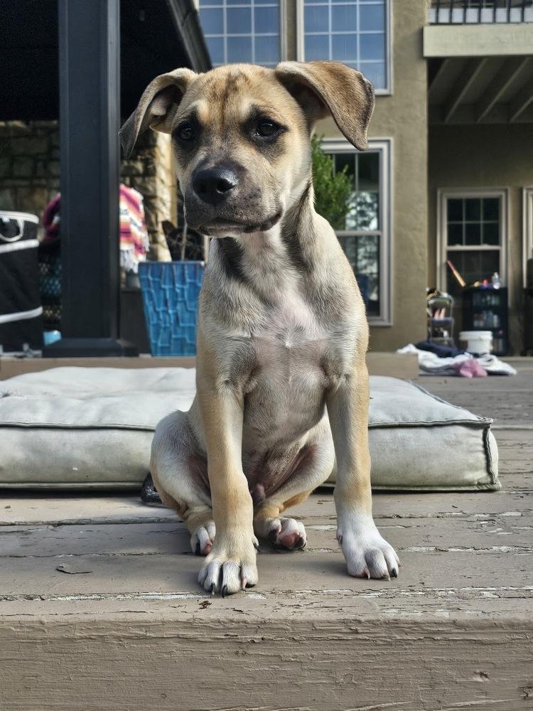 Atlas, a Adoptable mixed breed in Reynoldsburg, OH image 1/6
