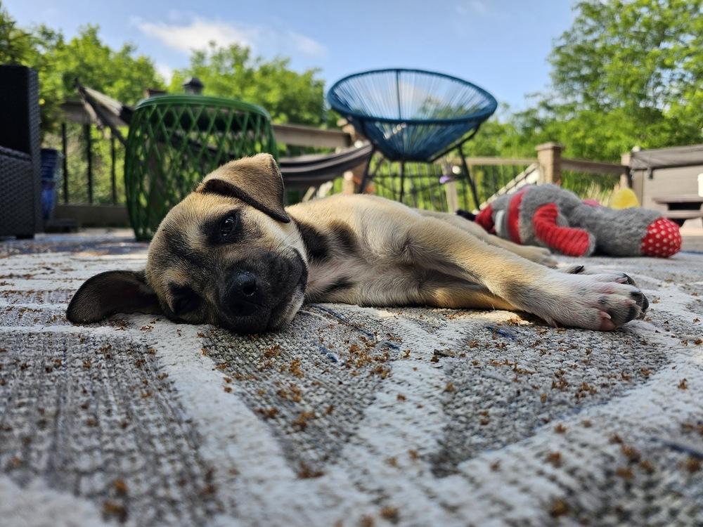 Atlas, a Adoptable mixed breed in Reynoldsburg, OH image 2/6