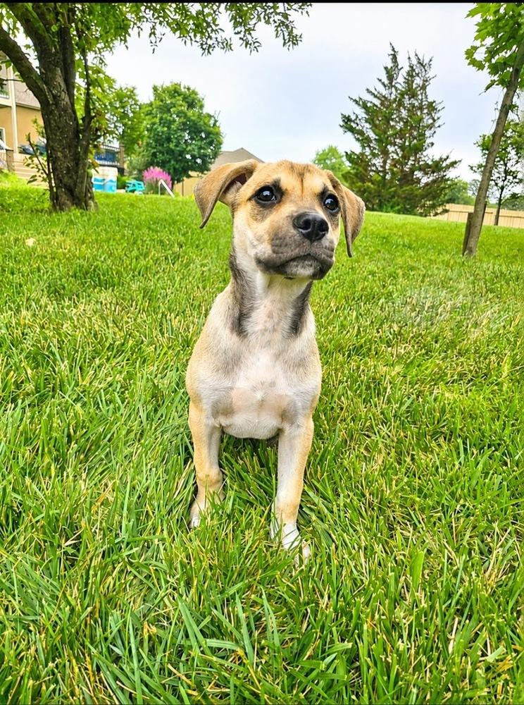 Atlas, a Adoptable mixed breed in Reynoldsburg, OH image 3/6