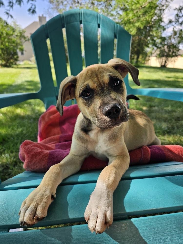Atlas, a Adoptable mixed breed in Reynoldsburg, OH image 4/6
