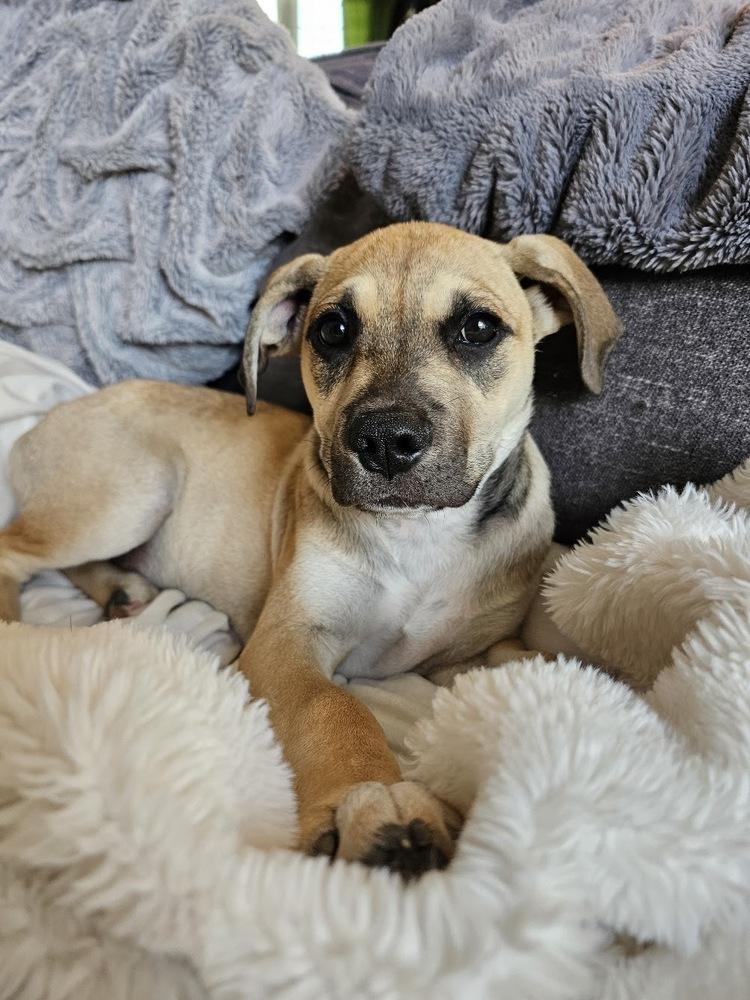 Atlas, a Adoptable mixed breed in Reynoldsburg, OH image 5/6