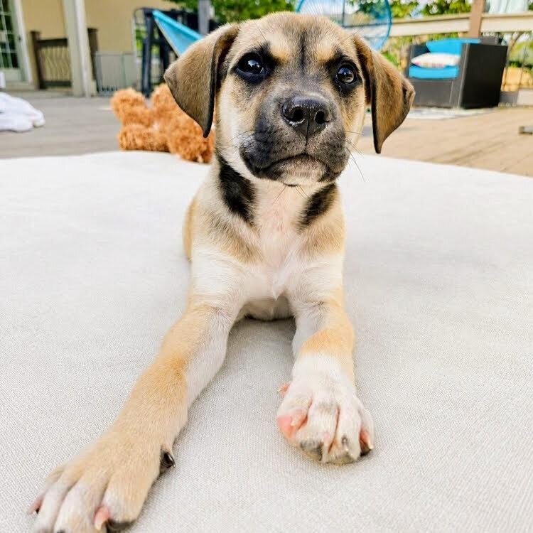 Atlas, a Adoptable mixed breed in Reynoldsburg, OH image 6/6