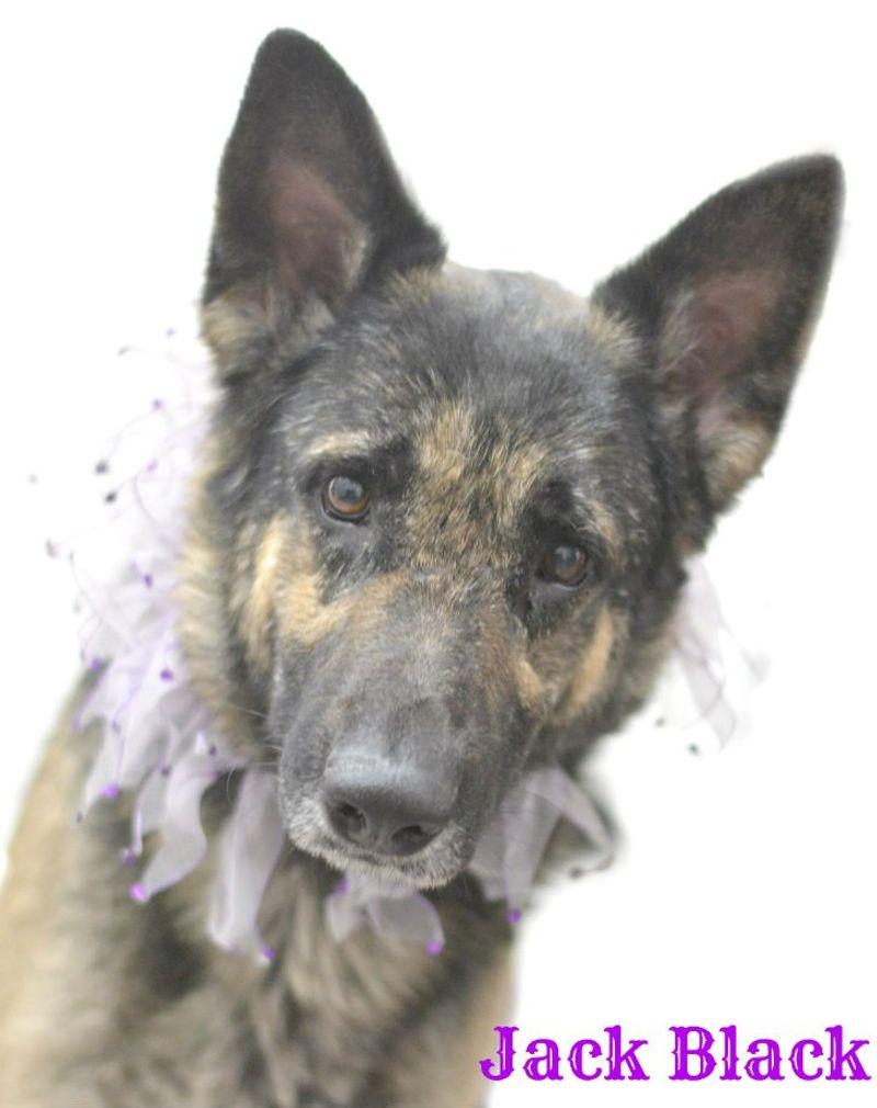 Jack black, Adoptable, Adult Male German Shepherd Dog.