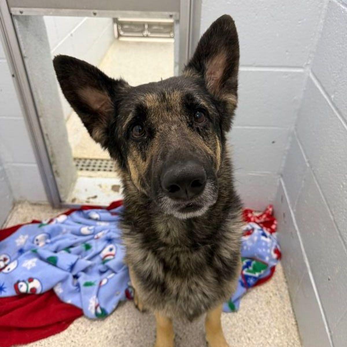 Enlarge Jack black, a Adoptable German Shepherd Dog in Lake Havasu City, AZ image 2/2