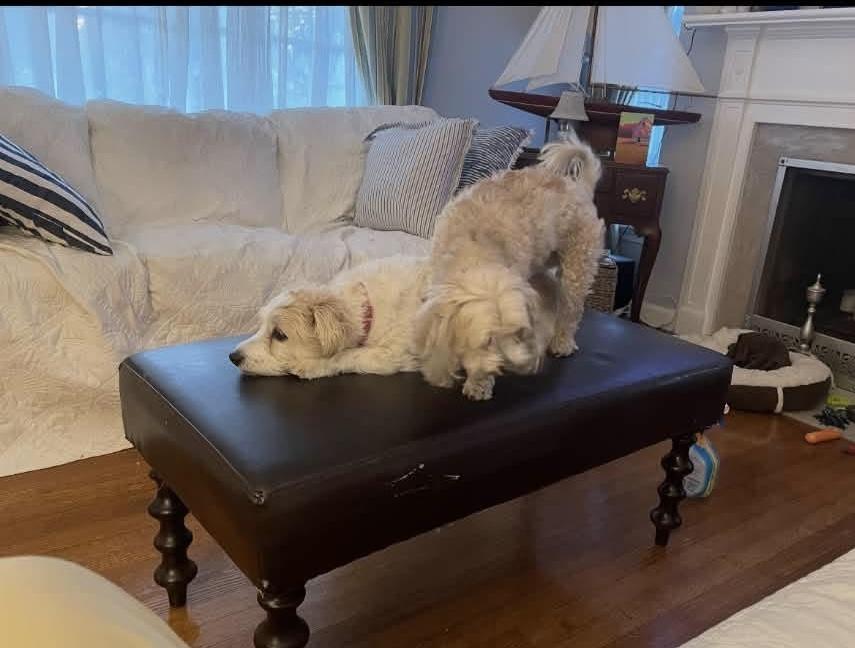 Molly and Lucy - courtesy post, ADOPTABLE, Senior Female Maltese & Bichon Frise.
