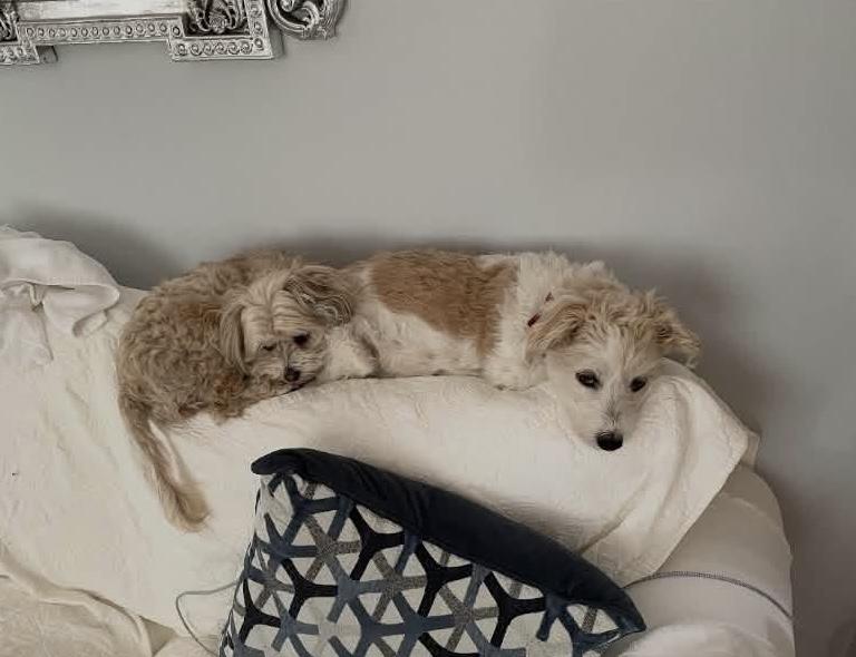 Enlarge Molly and Lucy - courtesy post, a ADOPTABLE mixed breed in Solon, OH image 5/5