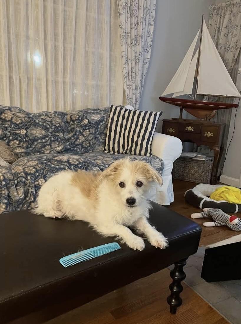 Enlarge Molly and Lucy - courtesy post, a ADOPTABLE mixed breed in Solon, OH image 4/5