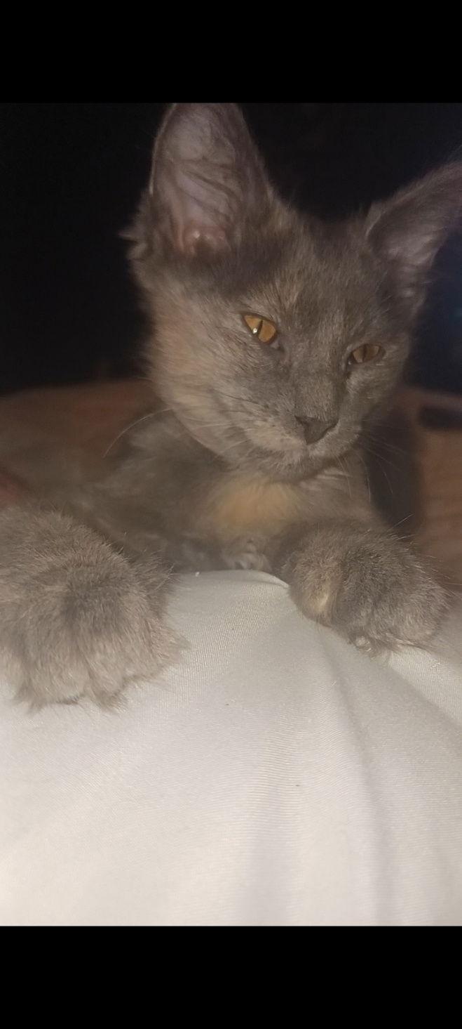 Saturn and Jupiter, a Adoptable Domestic Short Hair in Bloomington, IL image 2/2