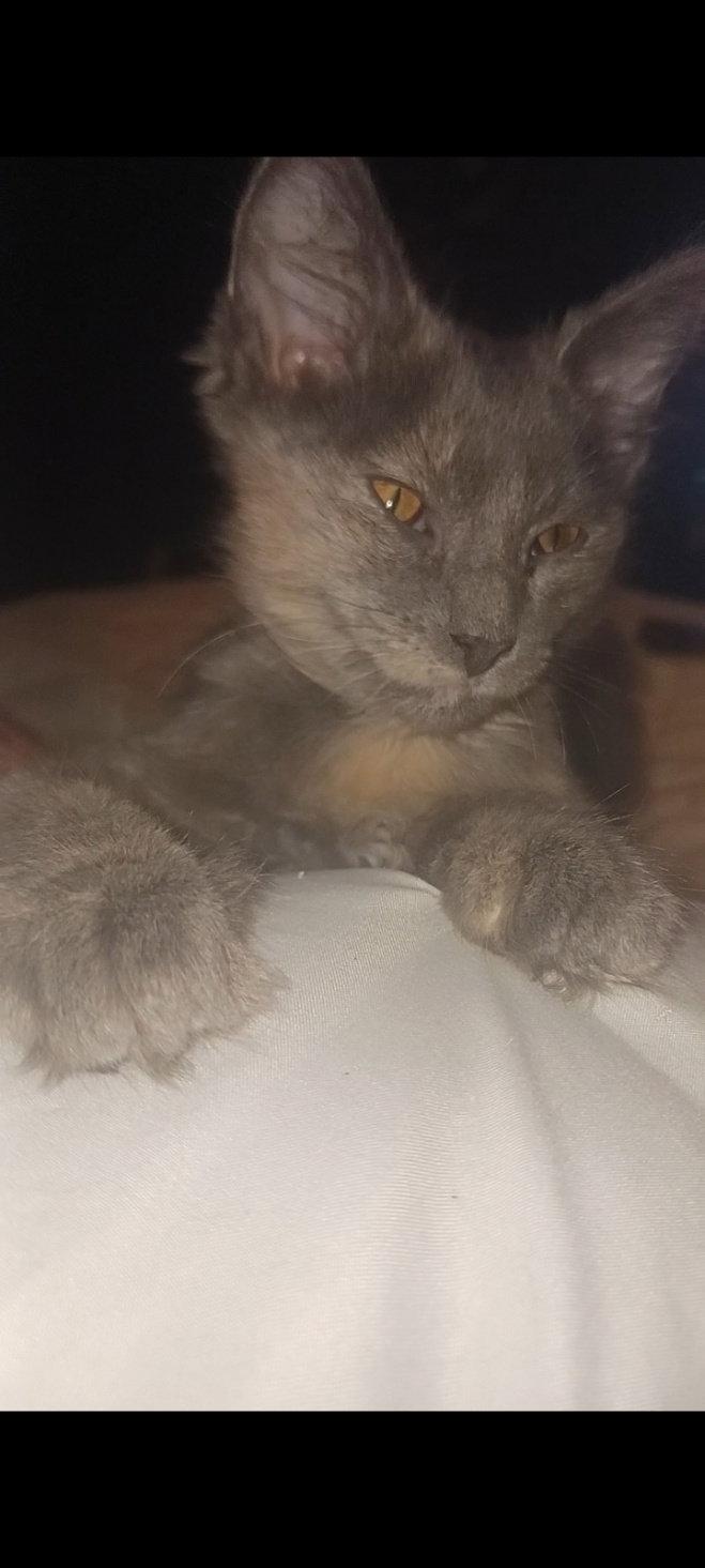 Enlarge Saturn and Jupiter, a Adoptable Domestic Short Hair in Bloomington, IL image 1/2