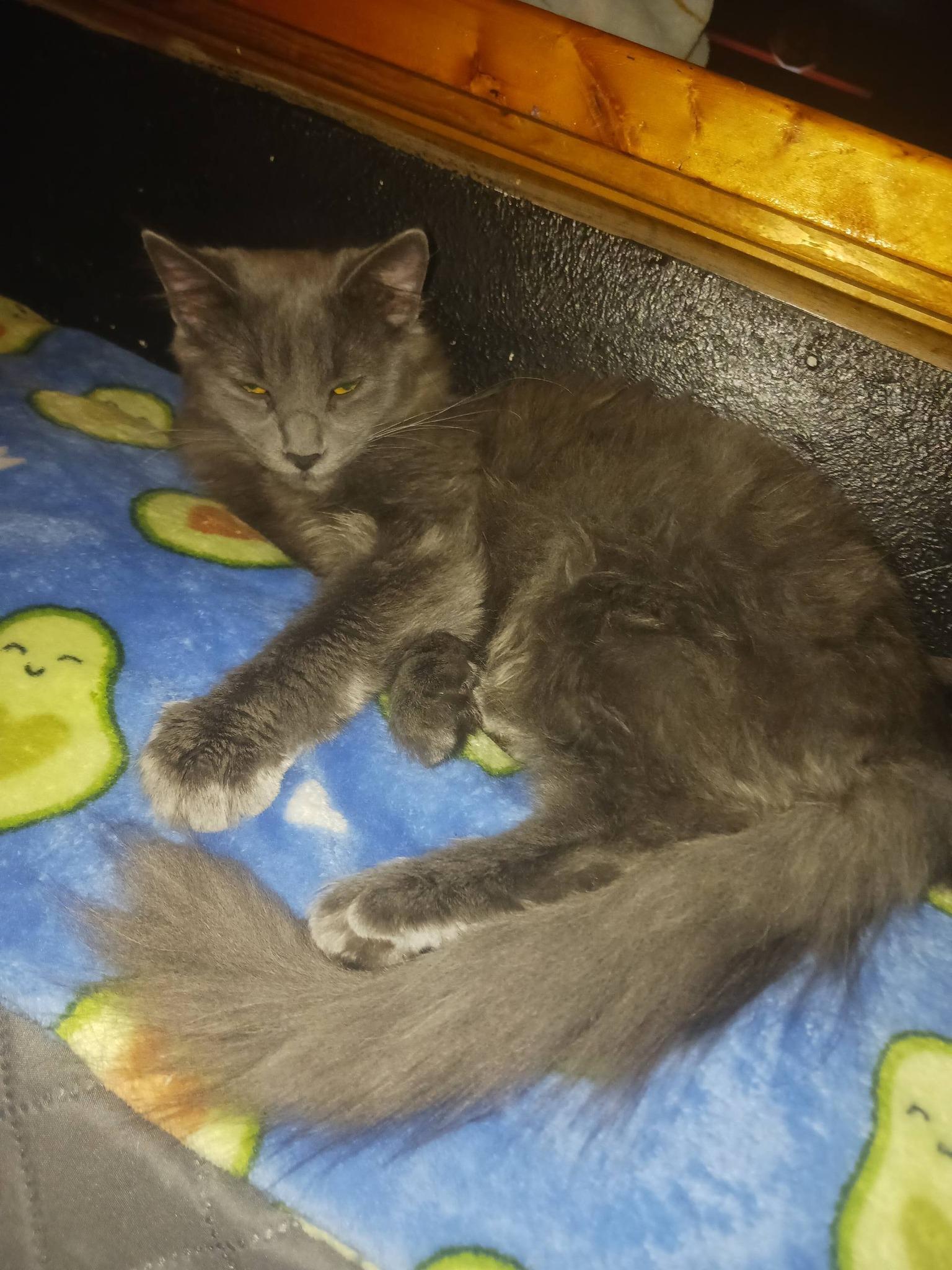 Enlarge Saturn and Jupiter, a Adoptable Domestic Short Hair in Bloomington, IL image 1/1