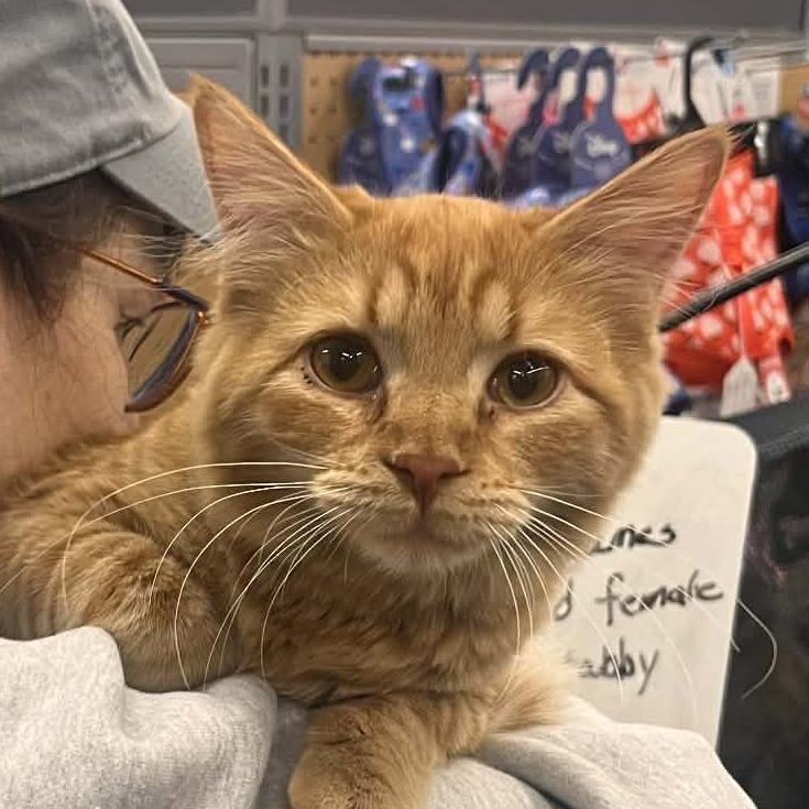 Enlarge Jesse James, a Adoptable Domestic Long Hair in Sioux Falls, SD image 1/1