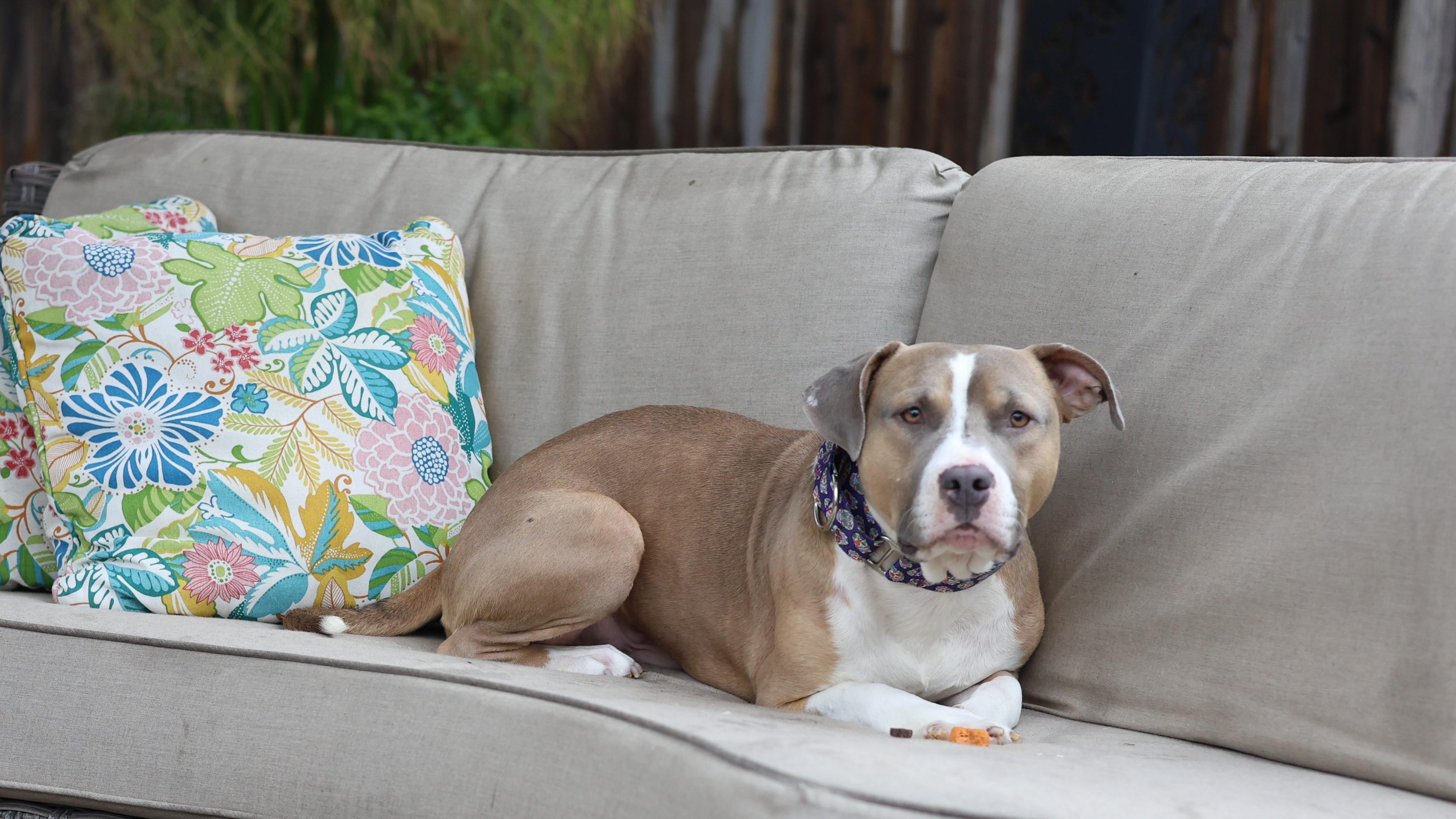 Enlarge Remedy, a Adoptable mixed breed in Sioux Falls, SD image 3/6