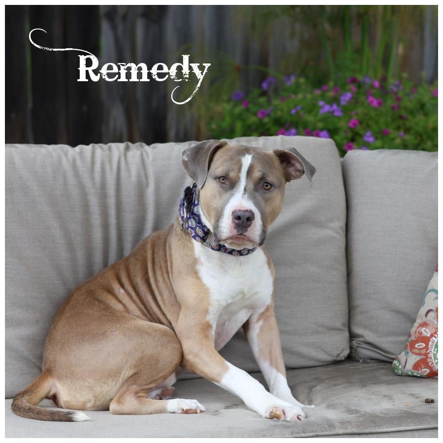 Remedy, Adoptable, Adult Male Terrier.