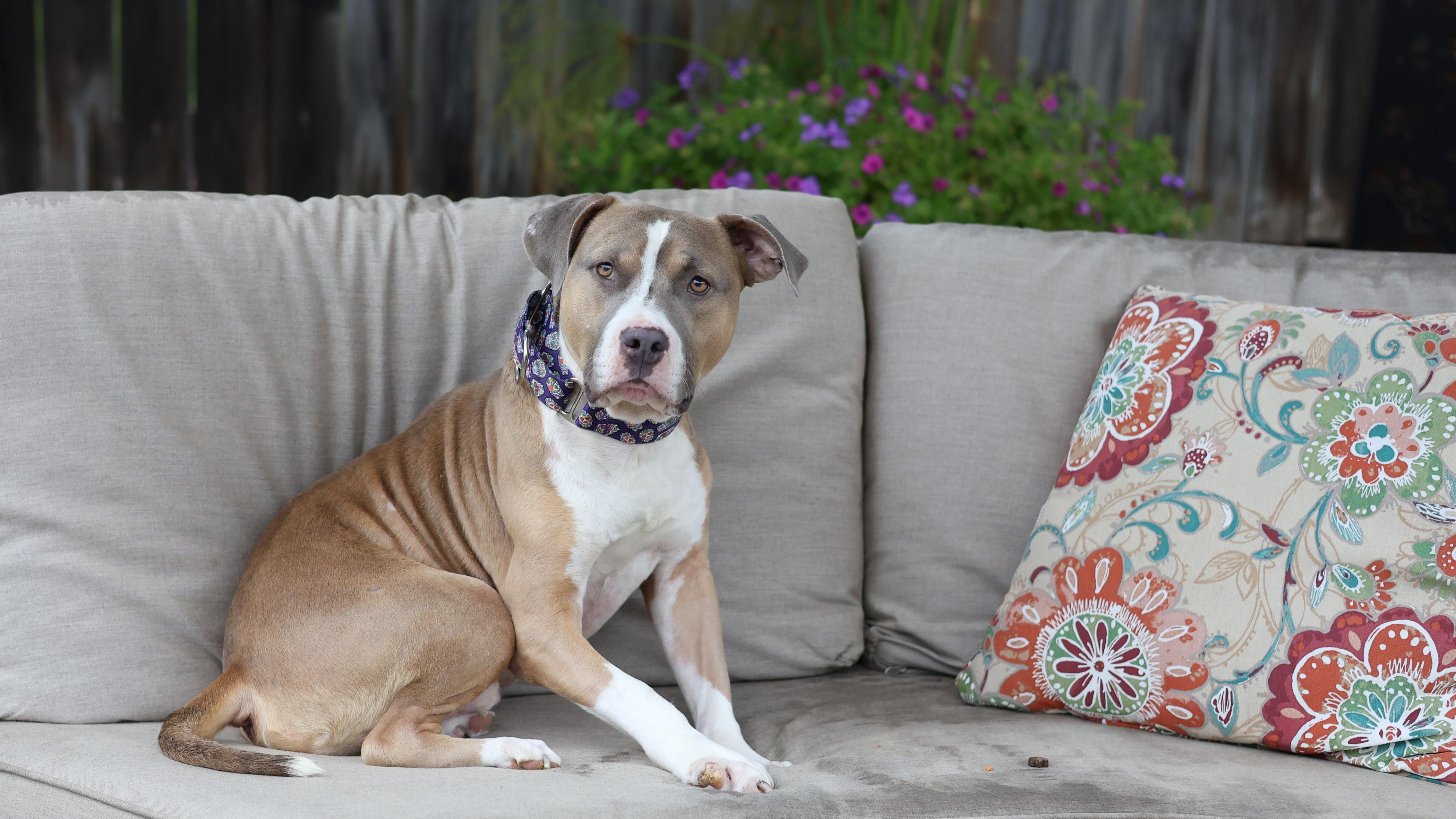 Enlarge Remedy, a Adoptable mixed breed in Sioux Falls, SD image 5/6