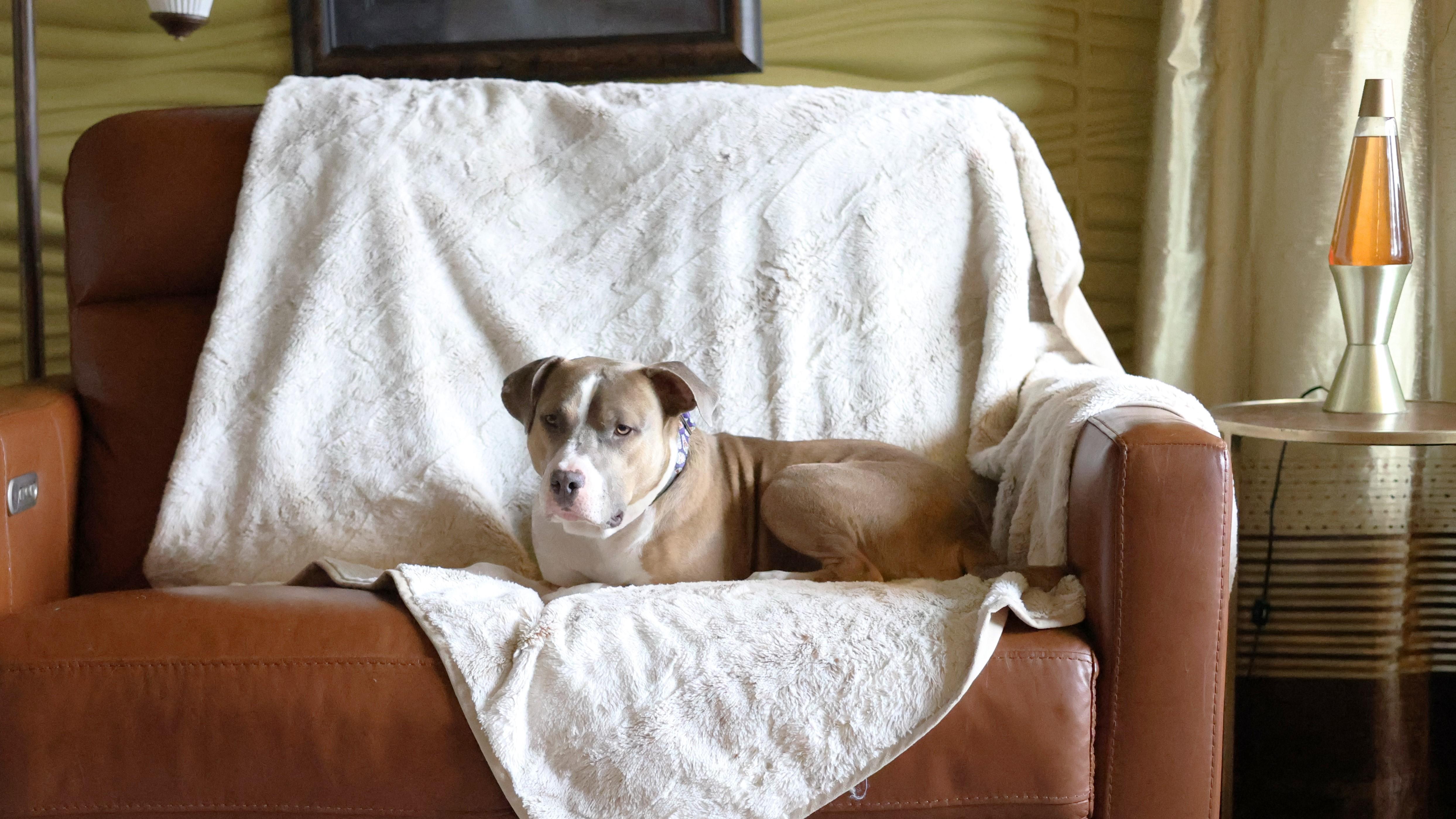 Enlarge Remedy, a Adoptable mixed breed in Sioux Falls, SD image 2/6
