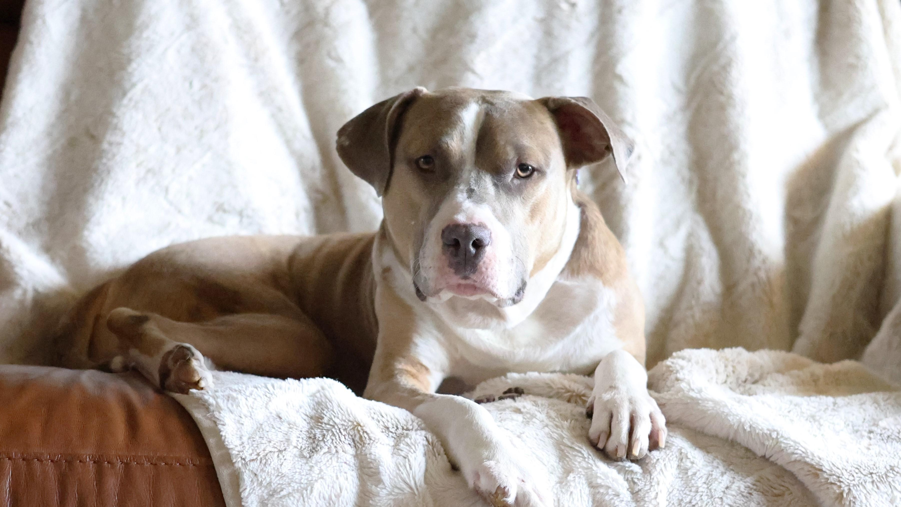 Enlarge Remedy, a Adoptable mixed breed in Sioux Falls, SD image 6/6