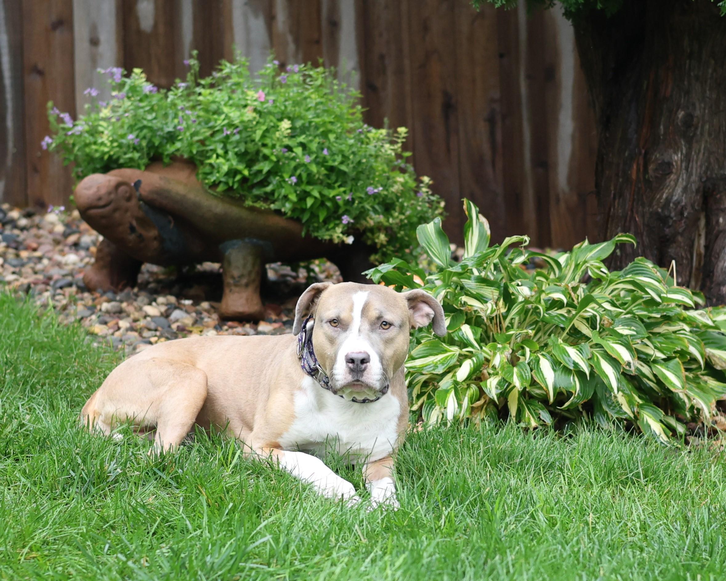 Enlarge Remedy, a Adoptable mixed breed in Sioux Falls, SD image 4/6