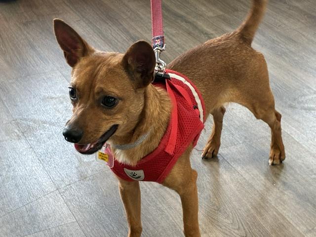 Enlarge Packer, an adopted mixed breed in Tulsa, OK image 2/3