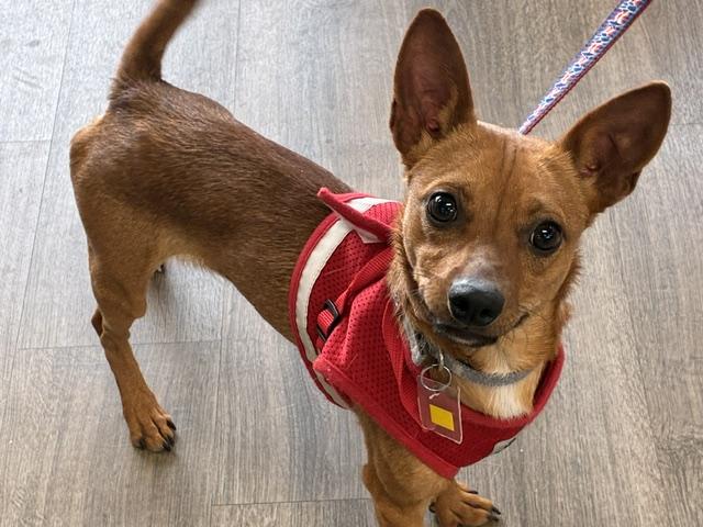 Packer, adopted, Young Male Dachshund.