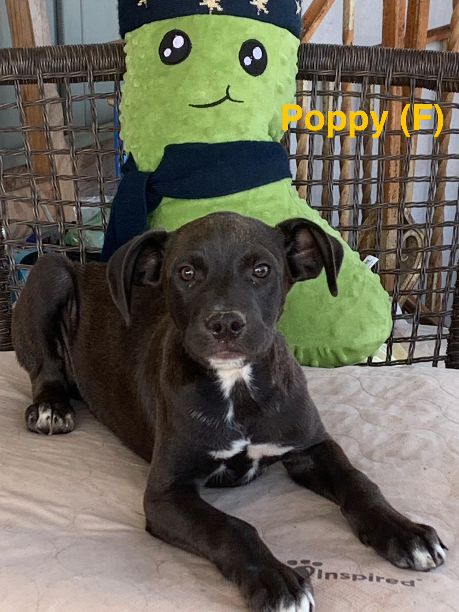 Enlarge Poppy, a ADOPTABLE mixed breed in Chattanooga, TN image 1/1