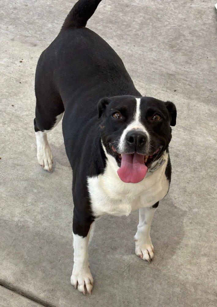 Bisque, Adoptable, Adult Female Pit Bull Terrier & Mixed Breed.