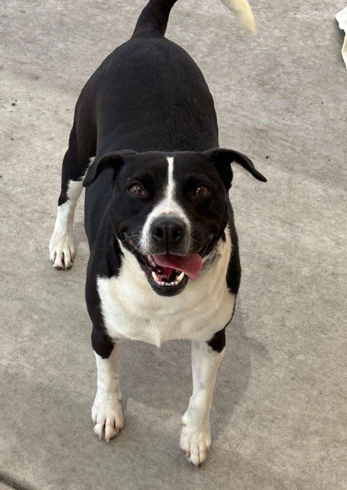 Enlarge Bisque, a Adoptable mixed breed in Calgary, AB image 2/5