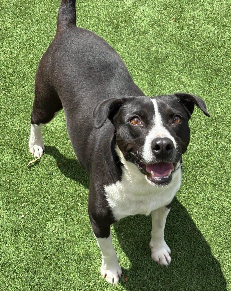 Enlarge Bisque, a Adoptable mixed breed in Calgary, AB image 3/5