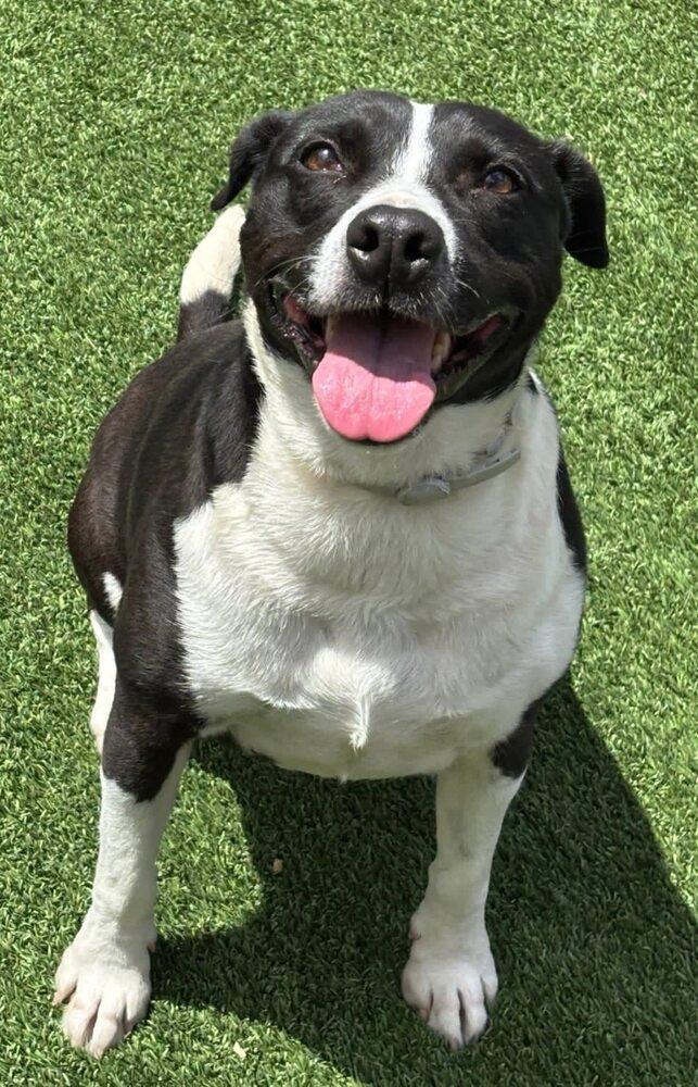 Enlarge Bisque, a Adoptable mixed breed in Calgary, AB image 4/5
