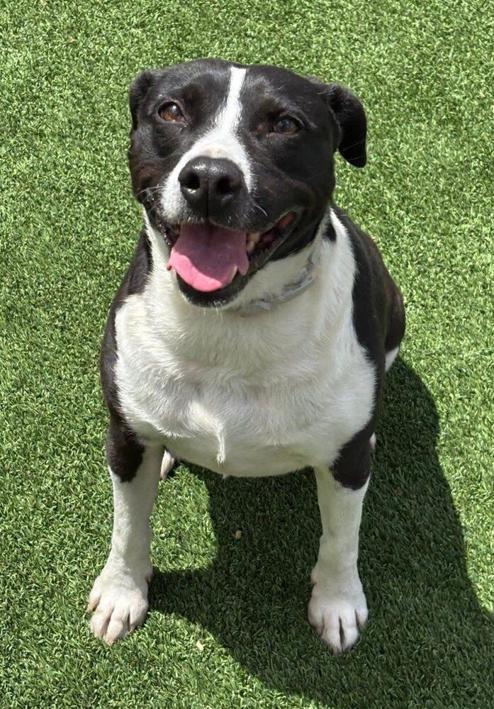 Enlarge Bisque, a Adoptable mixed breed in Calgary, AB image 5/5