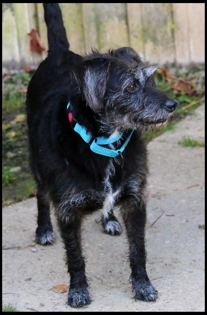 Enlarge Luna, a ADOPTABLE Wirehaired Terrier in Shippenville, PA image 3/5