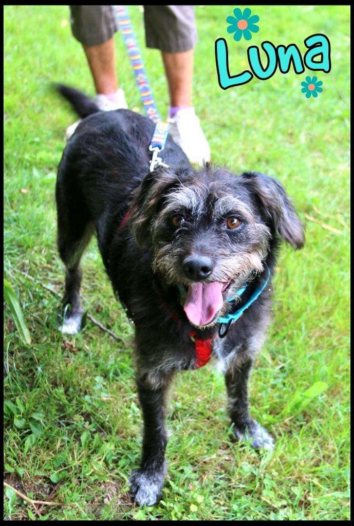 Enlarge Luna, a ADOPTABLE Wirehaired Terrier in Shippenville, PA image 1/5