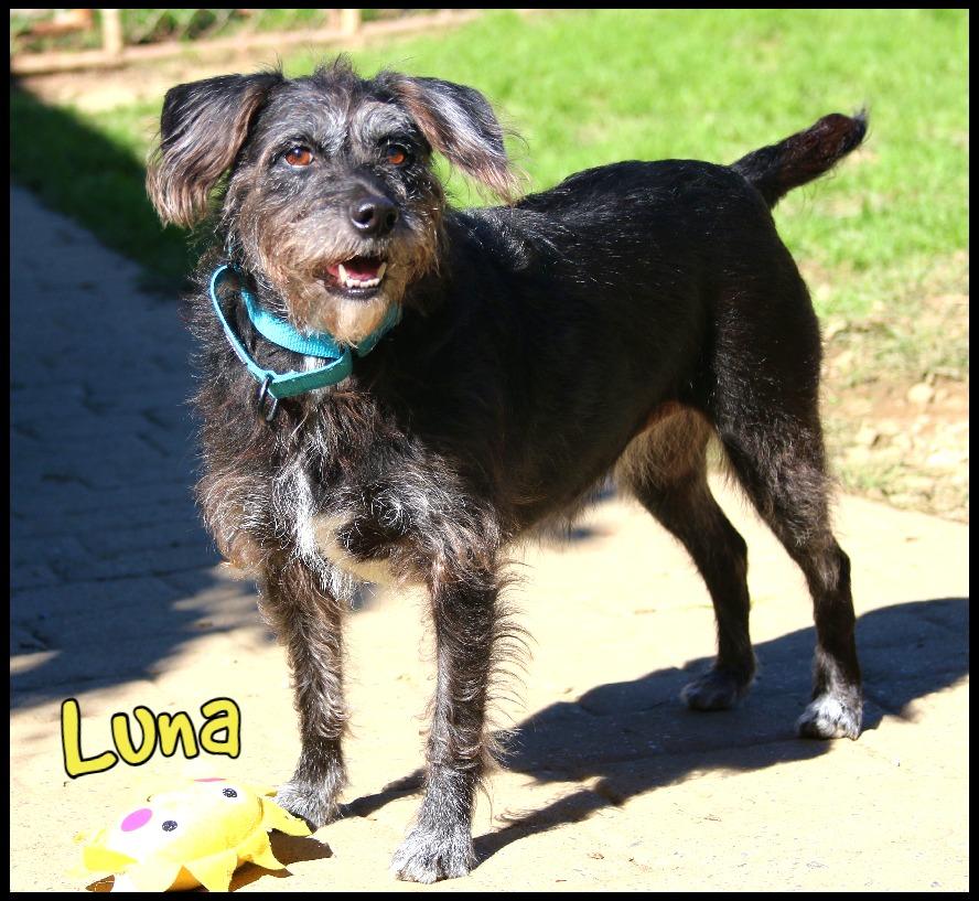 Enlarge Luna, a Adopted Wirehaired Terrier in Shippenville, PA image 1/6