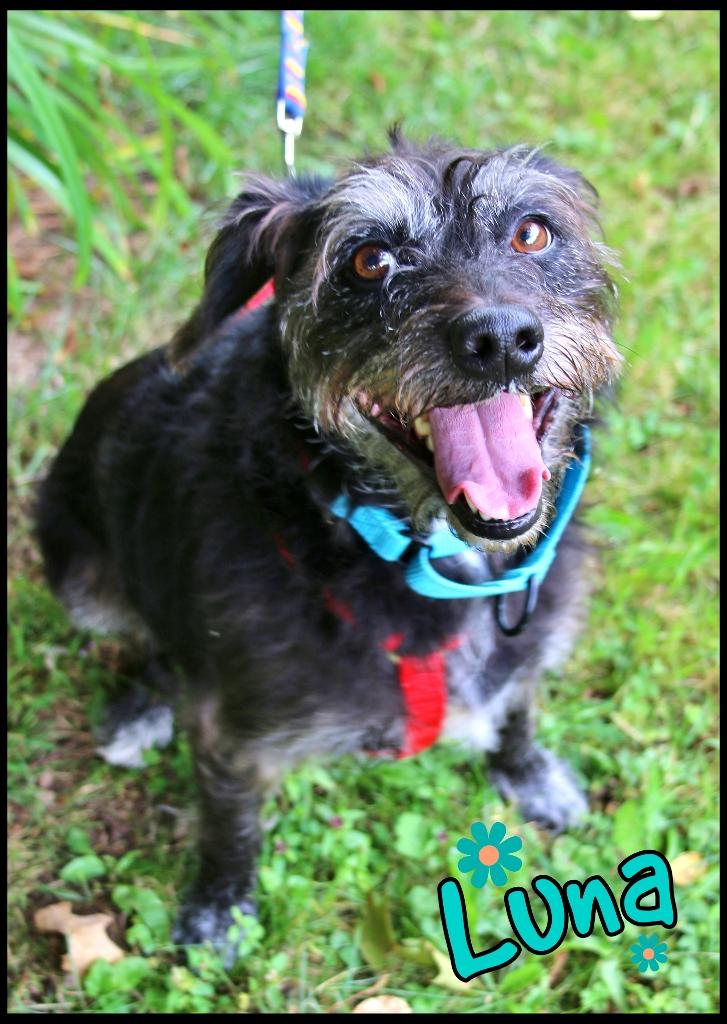 Enlarge Luna, a ADOPTABLE Wirehaired Terrier in Shippenville, PA image 2/5