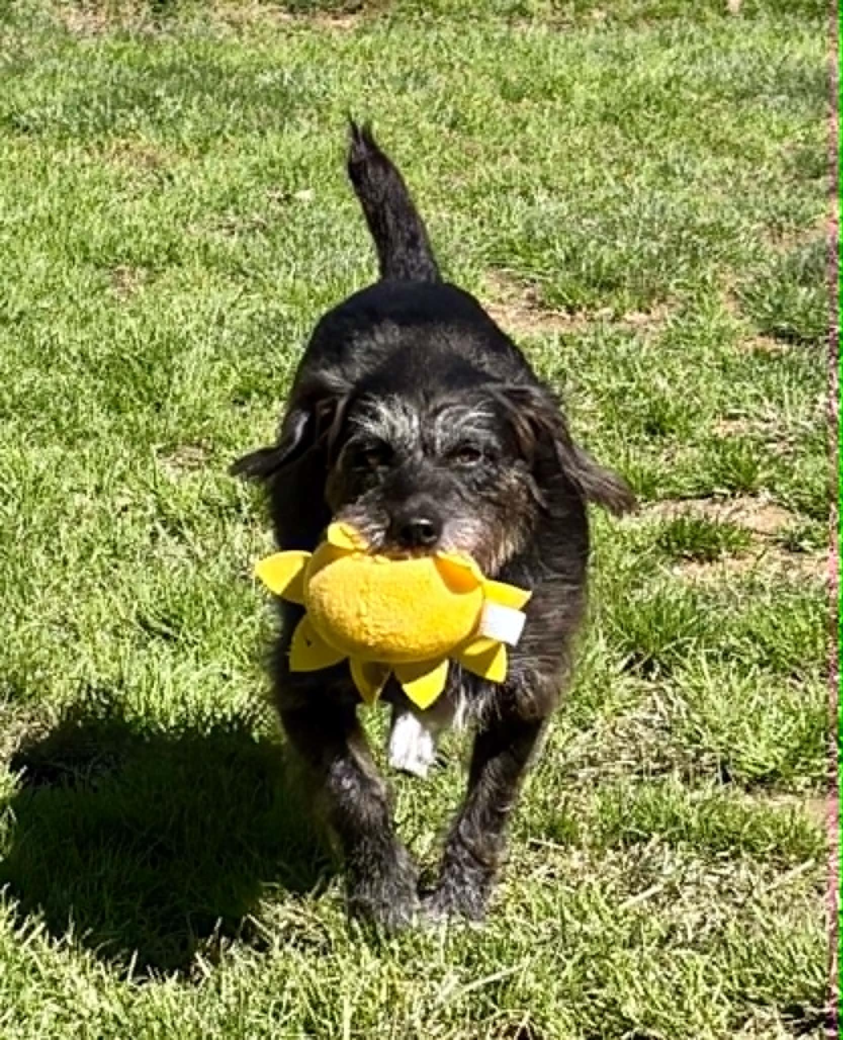 Enlarge Luna, a Adopted Wirehaired Terrier in Shippenville, PA image 3/6