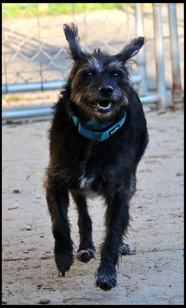 Enlarge Luna, a ADOPTABLE Wirehaired Terrier in Shippenville, PA image 4/5