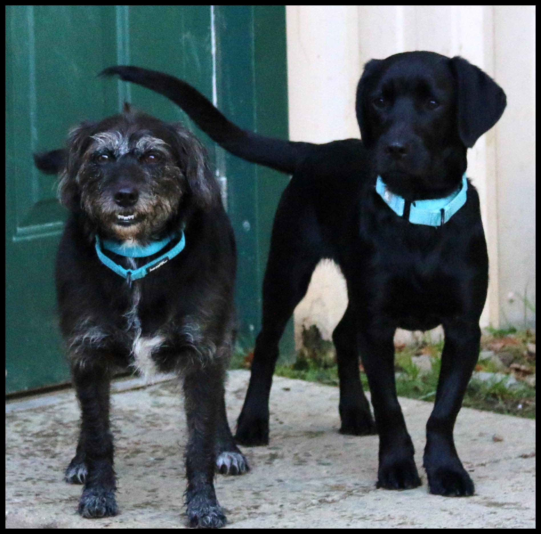 Enlarge Luna, a ADOPTABLE Wirehaired Terrier in Shippenville, PA image 5/5