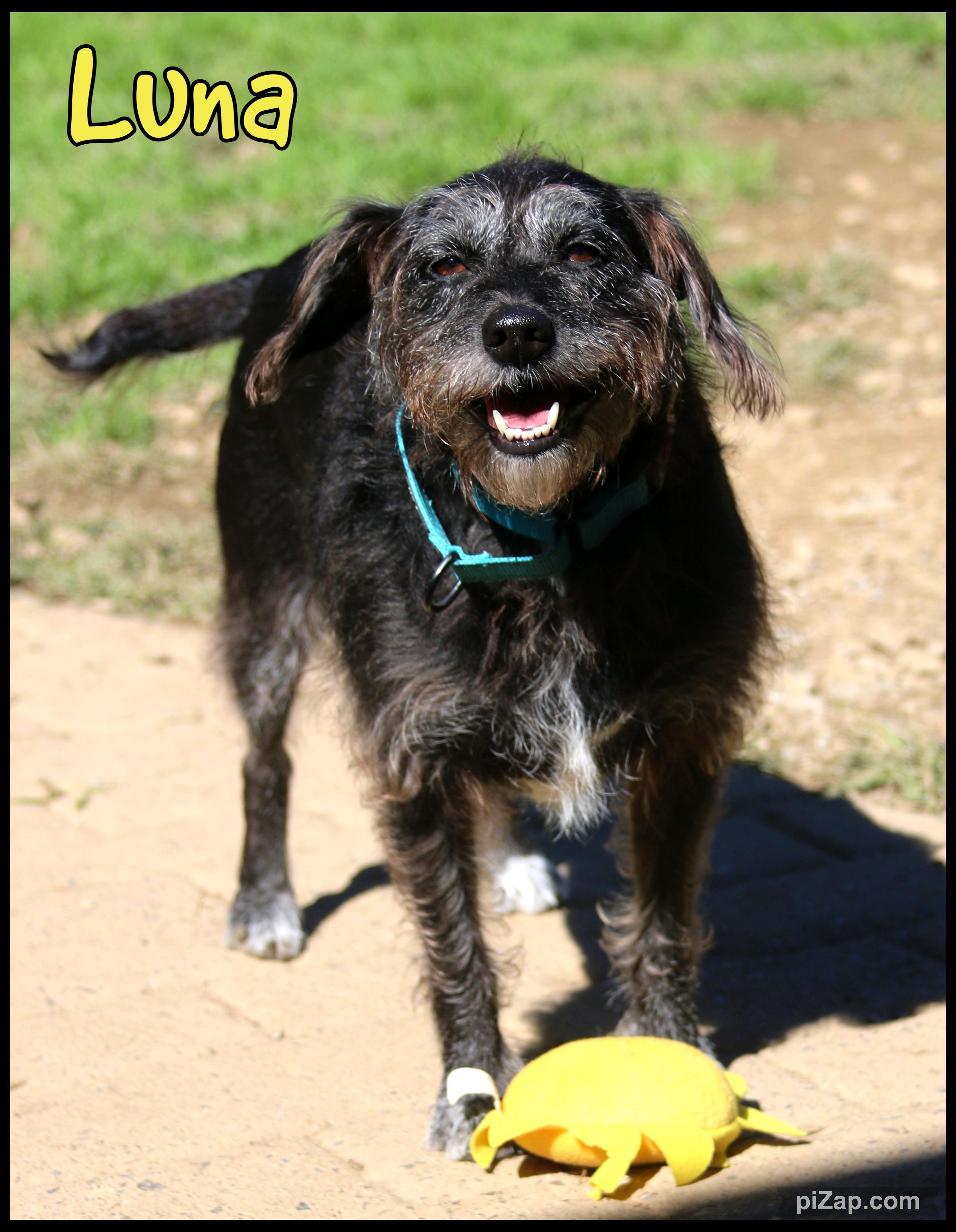 Enlarge Luna, a Adopted Wirehaired Terrier in Shippenville, PA image 2/6