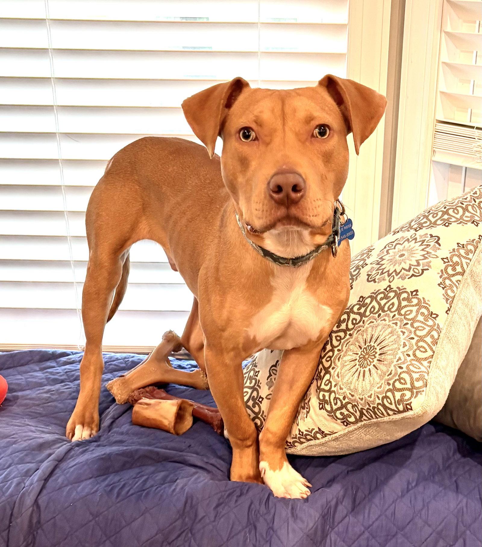 Enlarge Mister, a Adoptable Pit Bull Terrier in Spring Lake, NJ image 3/3