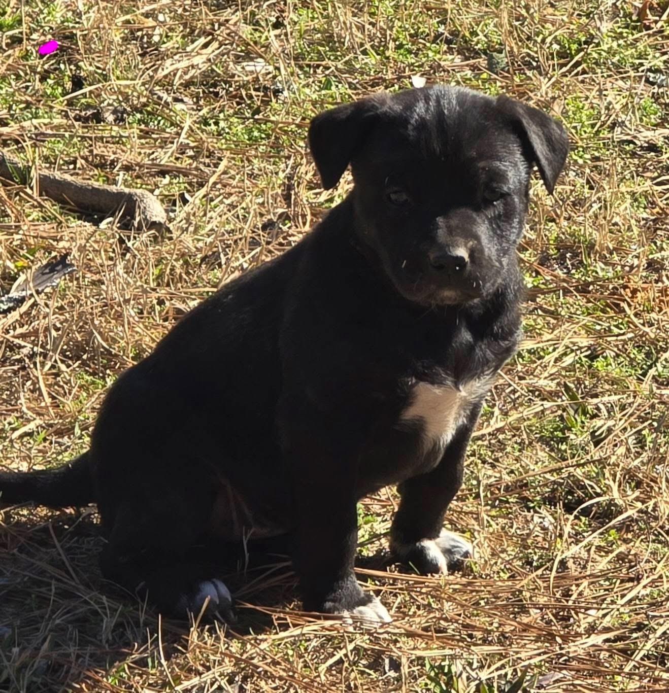 Jelly Bean — thumbnail 2